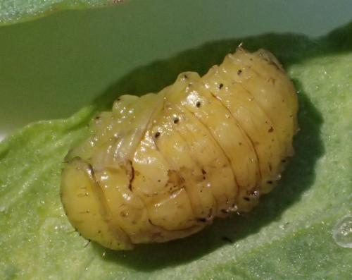 Emarhopa rufa